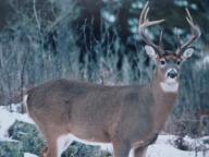 Ontario resident farmers deer hunting licence